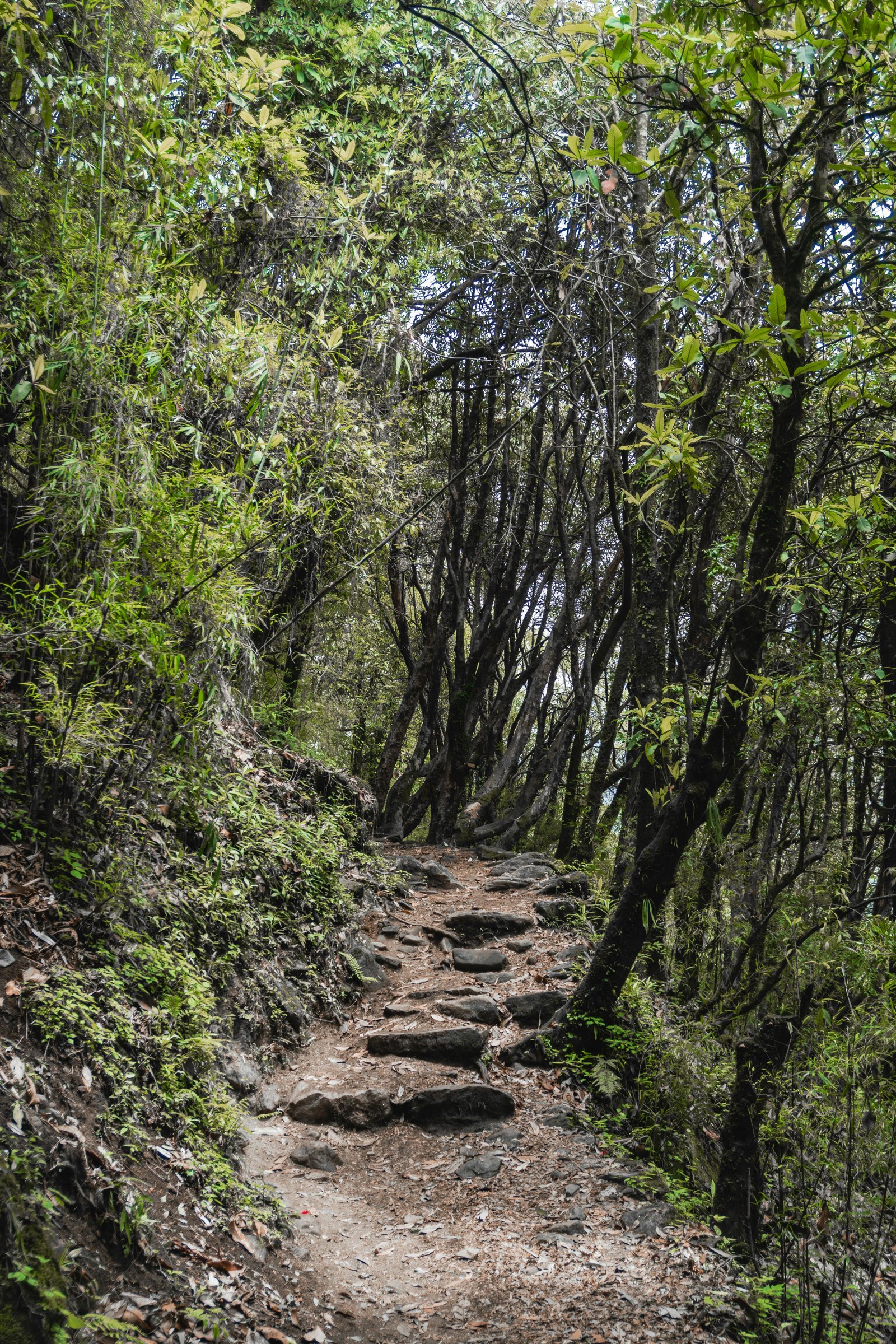 Trekking in Mount Harriet